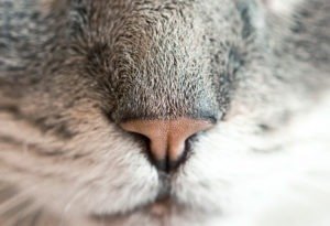 Clinica Veterinária